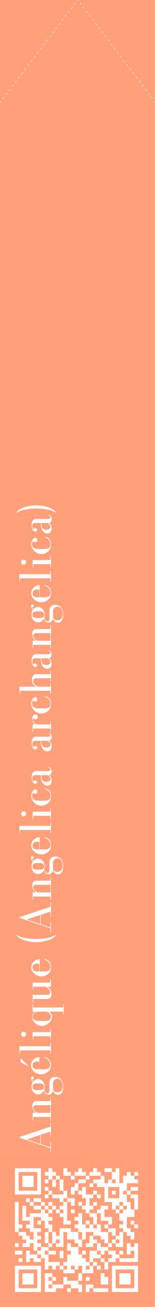 Étiquette de : Angelica archangelica - format c - style blanche39_simplebod avec qrcode et comestibilité