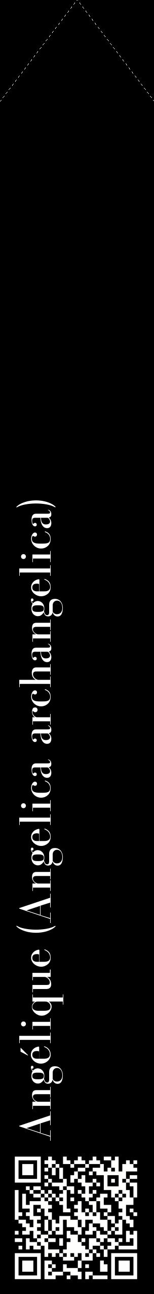 Étiquette de : Angelica archangelica - format c - style blanche59_simplebod avec qrcode et comestibilité