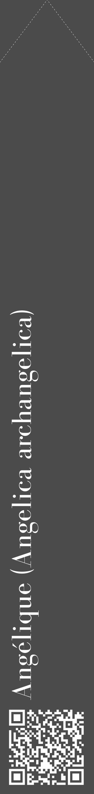 Étiquette de : Angelica archangelica - format c - style blanche9_simple_simplebod avec qrcode et comestibilité - position verticale