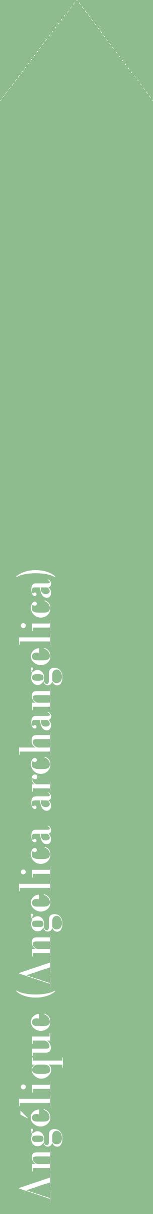 Étiquette de : Angelica archangelica - format c - style blanche13_simplebod avec comestibilité