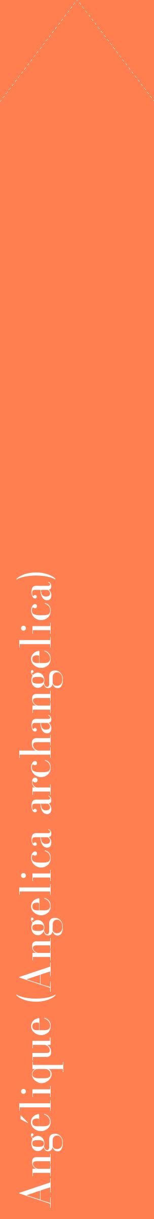 Étiquette de : Angelica archangelica - format c - style blanche24_simplebod avec comestibilité