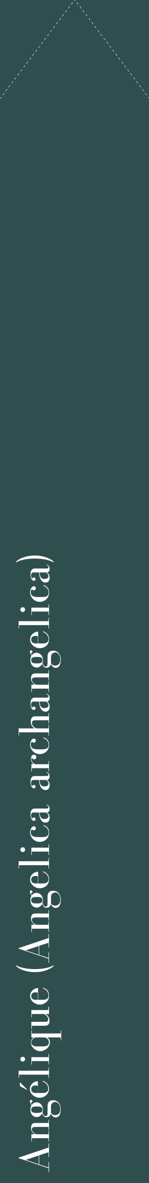 Étiquette de : Angelica archangelica - format c - style blanche58_simplebod avec comestibilité