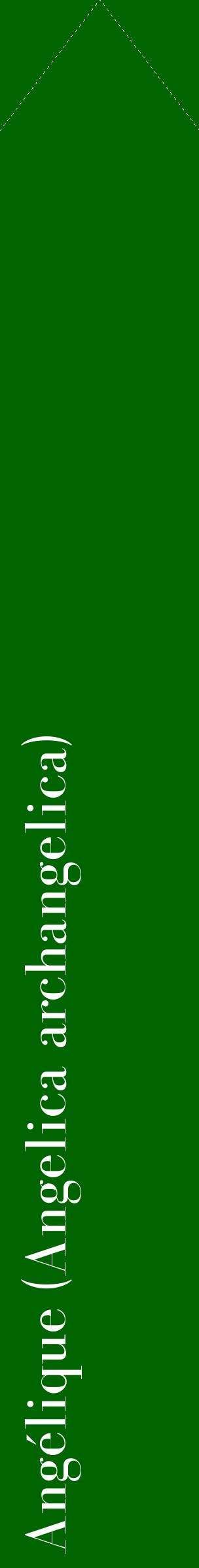 Étiquette de : Angelica archangelica - format c - style blanche8_simplebod avec comestibilité