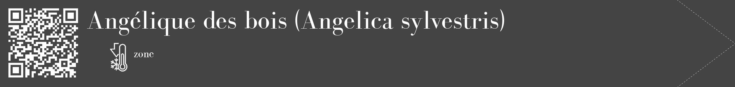 Étiquette de : Angelica sylvestris - format c - style blanche48_simple_simplebod avec qrcode et comestibilité