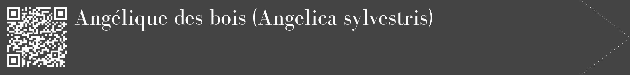 Étiquette de : Angelica sylvestris - format c - style blanche48_simple_simplebod avec qrcode et comestibilité