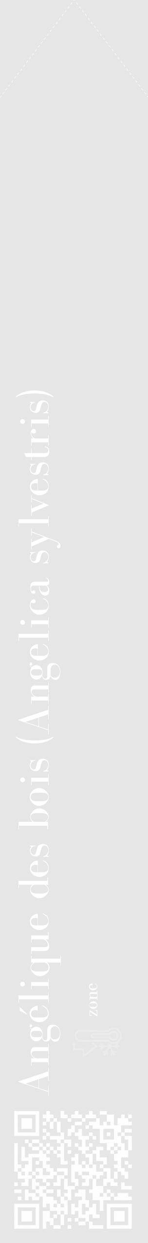 Étiquette de : Angelica sylvestris - format c - style blanche18_simple_simplebod avec qrcode et comestibilité - position verticale