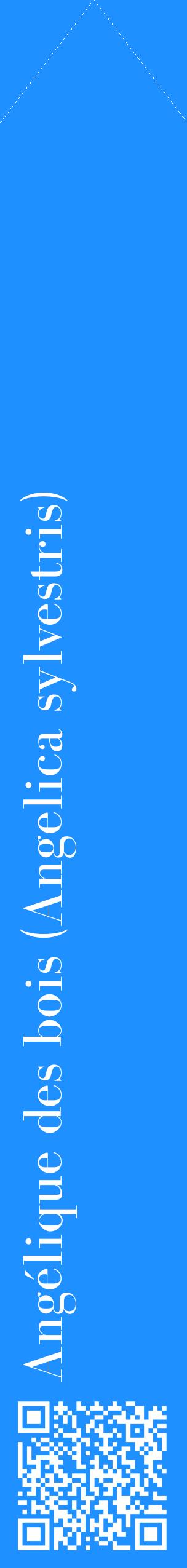 Étiquette de : Angelica sylvestris - format c - style blanche3_simplebod avec qrcode et comestibilité