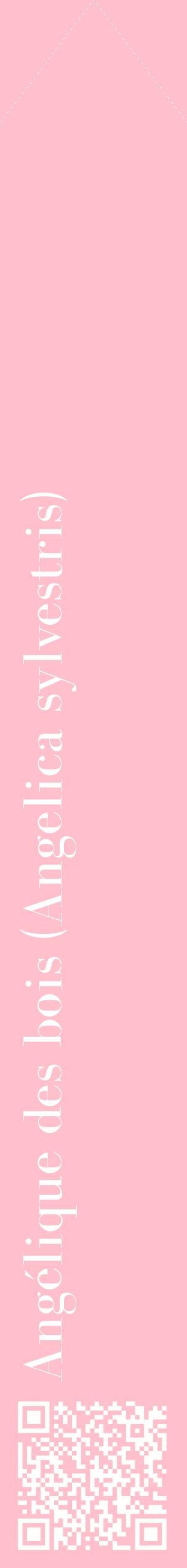 Étiquette de : Angelica sylvestris - format c - style blanche40_simplebod avec qrcode et comestibilité