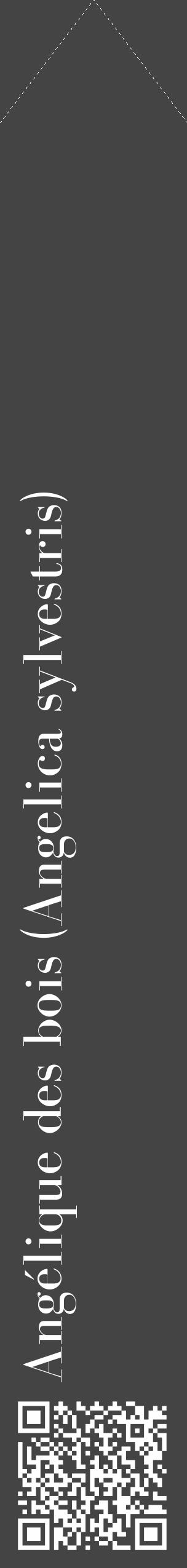 Étiquette de : Angelica sylvestris - format c - style blanche48_simple_simplebod avec qrcode et comestibilité - position verticale