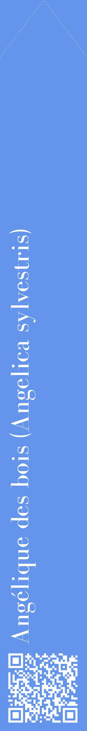Étiquette de : Angelica sylvestris - format c - style blanche4_simplebod avec qrcode et comestibilité