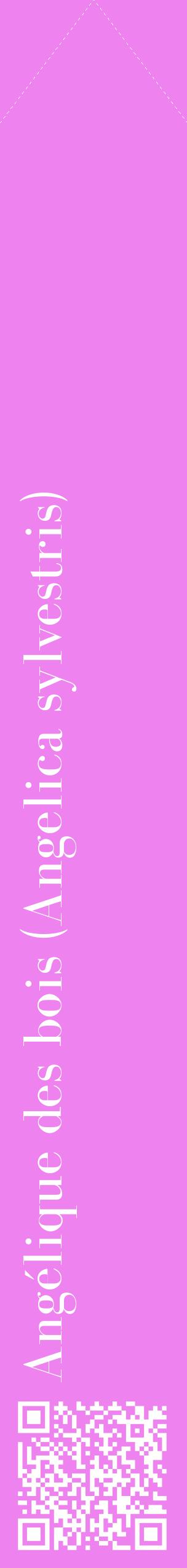 Étiquette de : Angelica sylvestris - format c - style blanche53_simplebod avec qrcode et comestibilité
