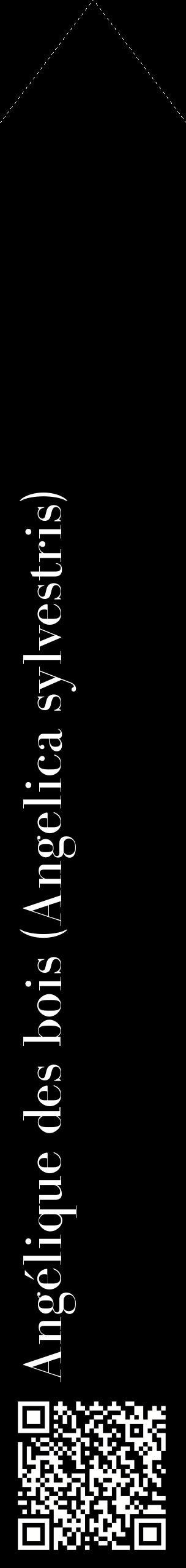 Étiquette de : Angelica sylvestris - format c - style blanche59_simplebod avec qrcode et comestibilité