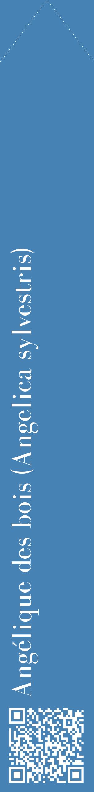 Étiquette de : Angelica sylvestris - format c - style blanche5_simplebod avec qrcode et comestibilité