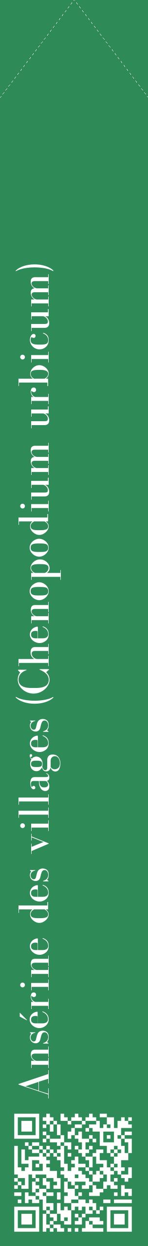 Étiquette de : Chenopodium urbicum - format c - style blanche11_simplebod avec qrcode et comestibilité