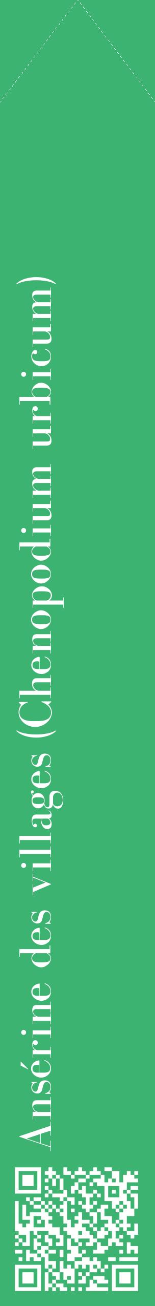 Étiquette de : Chenopodium urbicum - format c - style blanche12_simplebod avec qrcode et comestibilité