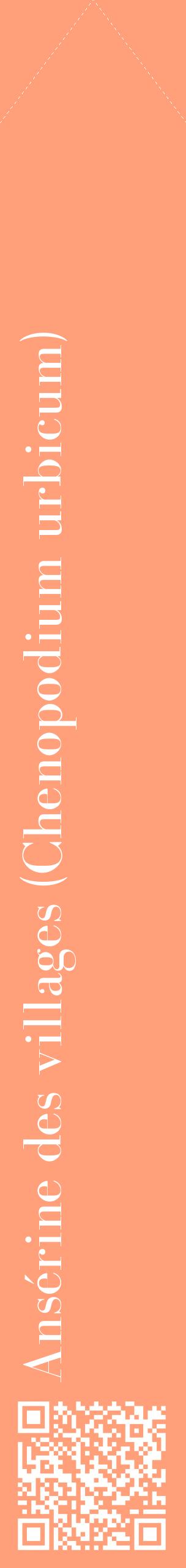 Étiquette de : Chenopodium urbicum - format c - style blanche39_simplebod avec qrcode et comestibilité