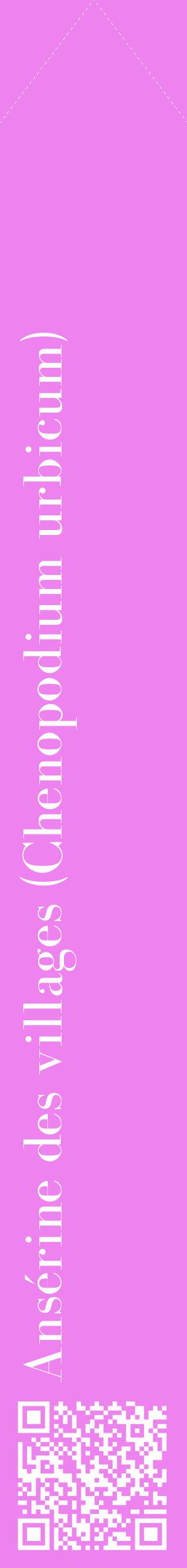 Étiquette de : Chenopodium urbicum - format c - style blanche53_simplebod avec qrcode et comestibilité