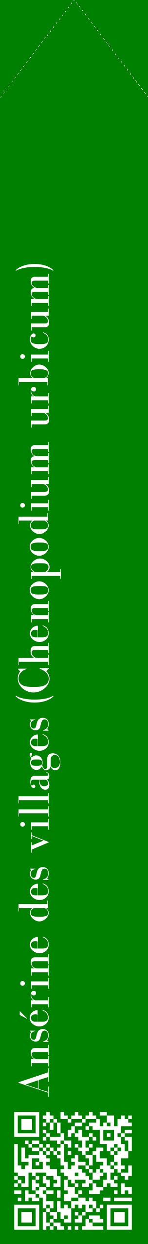 Étiquette de : Chenopodium urbicum - format c - style blanche9_simplebod avec qrcode et comestibilité