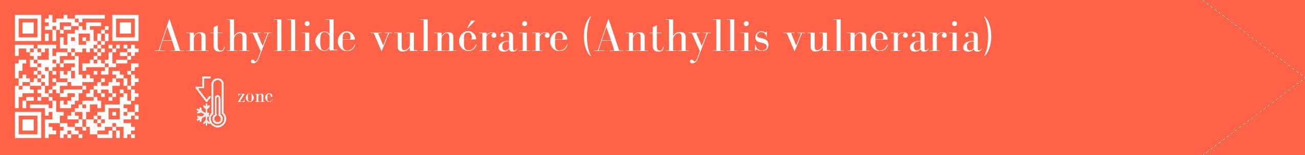 Étiquette de : Anthyllis vulneraria - format c - style blanche25_simple_simplebod avec qrcode et comestibilité