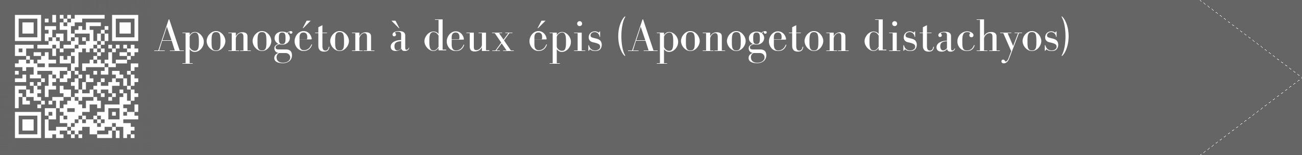 Étiquette de : Aponogeton distachyos - format c - style blanche32_simple_simplebod avec qrcode et comestibilité