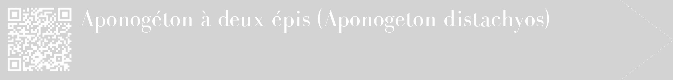 Étiquette de : Aponogeton distachyos - format c - style blanche56_simple_simplebod avec qrcode et comestibilité