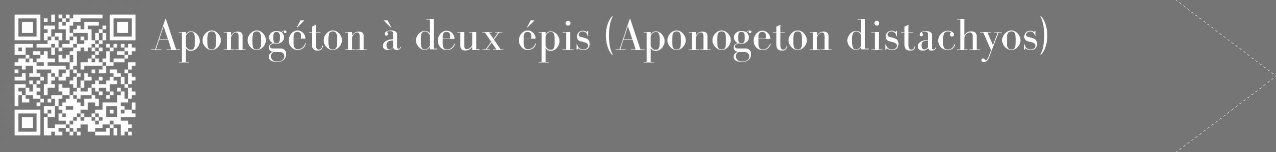 Étiquette de : Aponogeton distachyos - format c - style blanche5_simple_simplebod avec qrcode et comestibilité