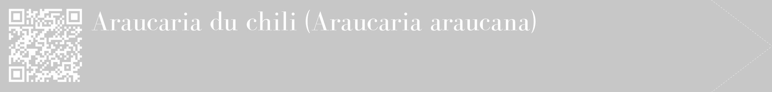 Étiquette de : Araucaria araucana - format c - style blanche15_simple_simplebod avec qrcode et comestibilité