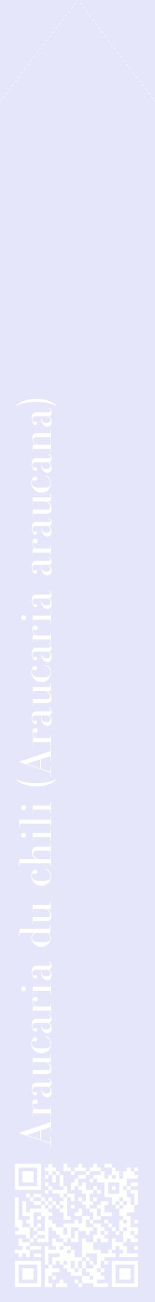 Étiquette de : Araucaria araucana - format c - style blanche55_simplebod avec qrcode et comestibilité