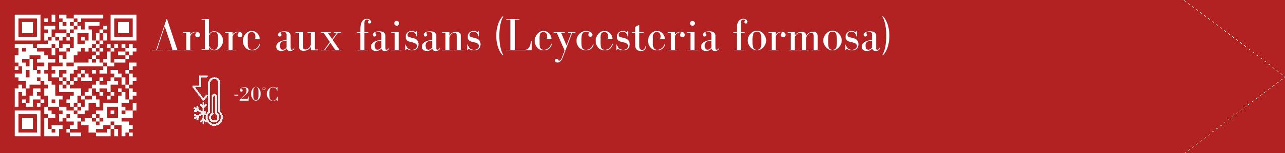 Étiquette de : Leycesteria formosa - format c - style blanche28_simple_simplebod avec qrcode et comestibilité