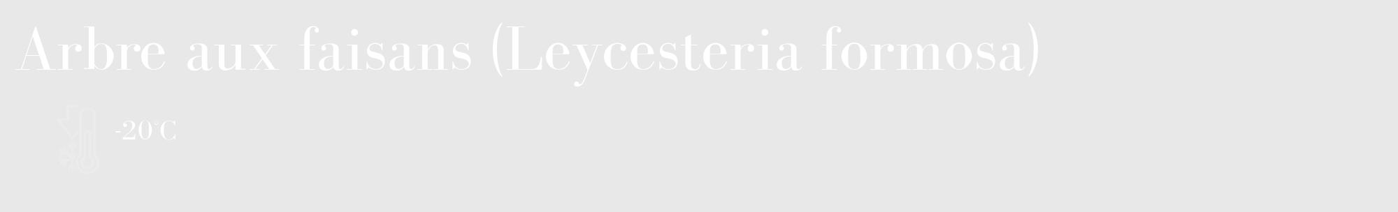 Étiquette de : Leycesteria formosa - format c - style blanche55_basique_basiquebod avec comestibilité