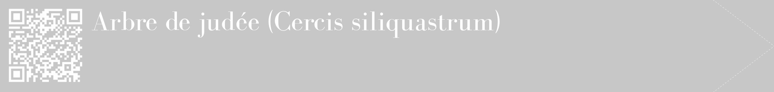 Étiquette de : Cercis siliquastrum - format c - style blanche15_simple_simplebod avec qrcode et comestibilité