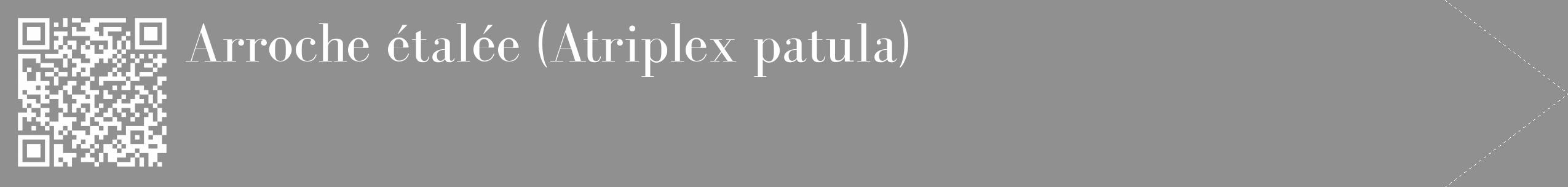 Étiquette de : Atriplex patula - format c - style blanche4_simple_simplebod avec qrcode et comestibilité