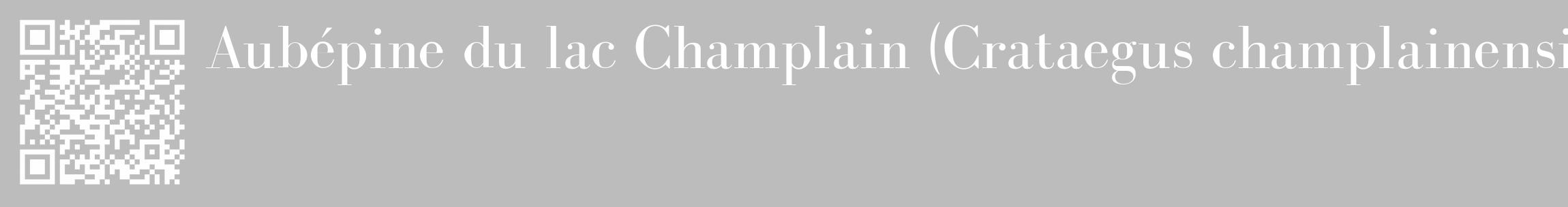 Étiquette de : Crataegus champlainensis - format c - style blanche1_basique_basiquebod avec qrcode et comestibilité