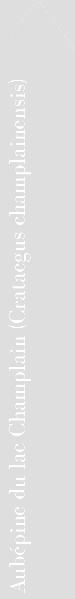 Étiquette de : Crataegus champlainensis - format c - style blanche20_simple_simplebod avec comestibilité - position verticale