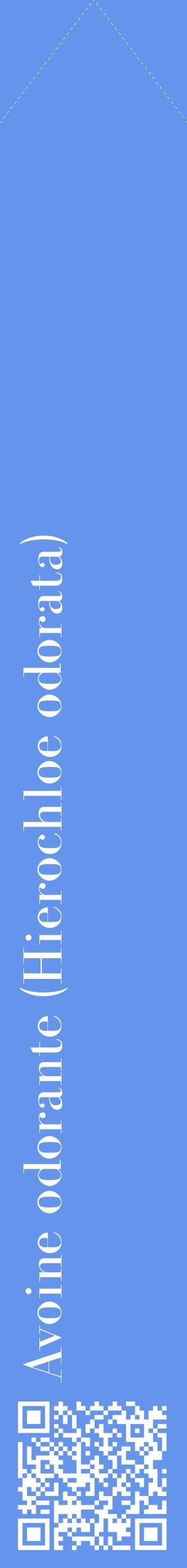 Étiquette de : Hierochloe odorata - format c - style blanche4_simplebod avec qrcode et comestibilité