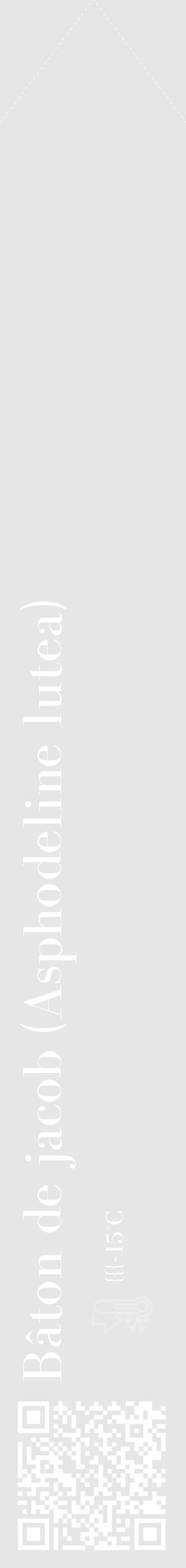 Étiquette de : Asphodeline lutea - format c - style blanche18_simple_simplebod avec qrcode et comestibilité - position verticale