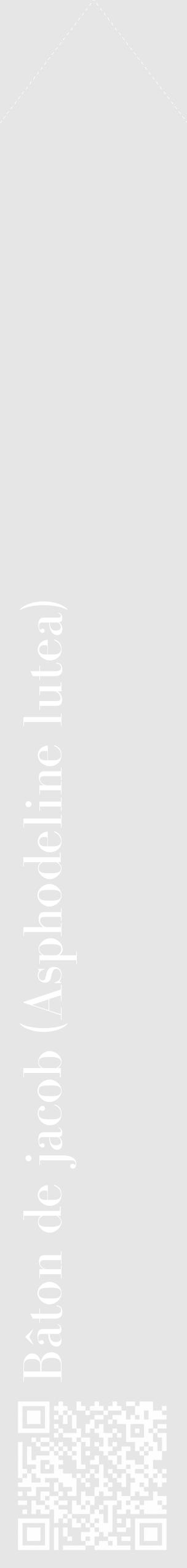 Étiquette de : Asphodeline lutea - format c - style blanche18_simple_simplebod avec qrcode et comestibilité - position verticale