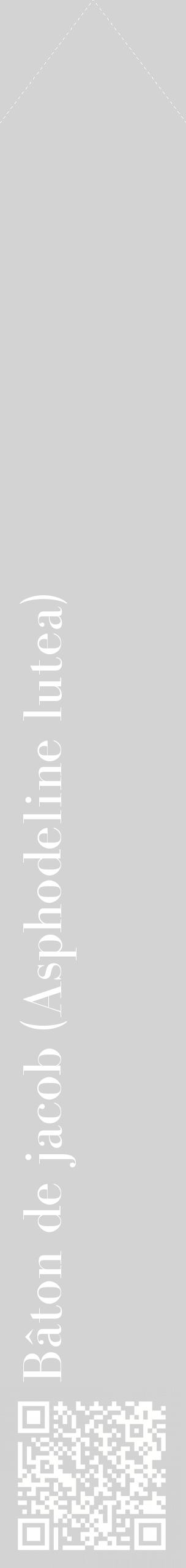 Étiquette de : Asphodeline lutea - format c - style blanche56_simplebod avec qrcode et comestibilité