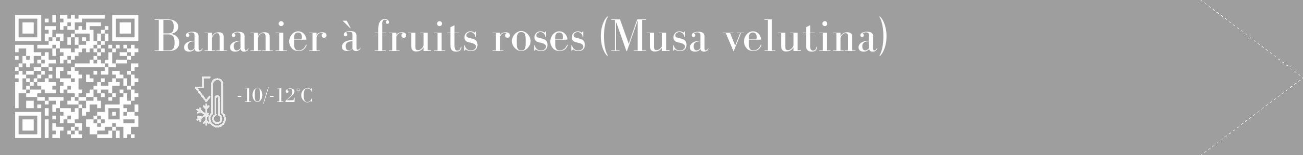 Étiquette de : Musa velutina - format c - style blanche23_simple_simplebod avec qrcode et comestibilité