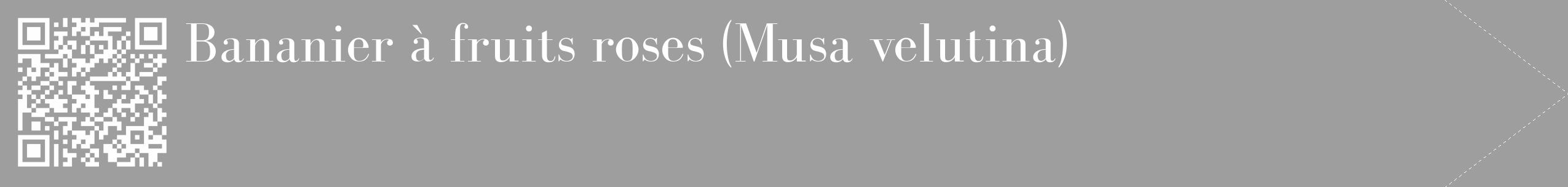 Étiquette de : Musa velutina - format c - style blanche42_simple_simplebod avec qrcode et comestibilité