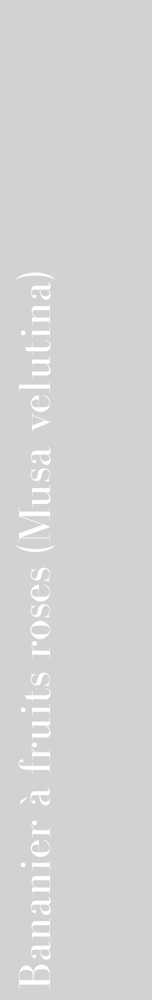 Étiquette de : Musa velutina - format c - style blanche14_basique_basiquebod avec comestibilité - position verticale