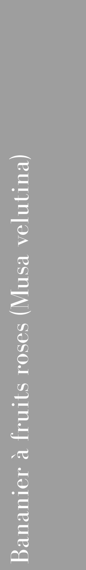 Étiquette de : Musa velutina - format c - style blanche42_basique_basiquebod avec comestibilité - position verticale