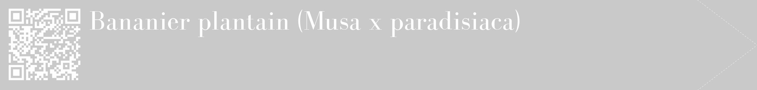 Étiquette de : Musa x paradisiaca - format c - style blanche54_simple_simplebod avec qrcode et comestibilité