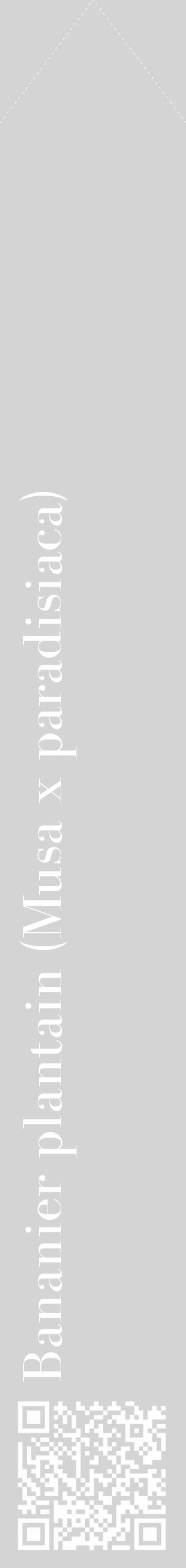 Étiquette de : Musa x paradisiaca - format c - style blanche40_simple_simplebod avec qrcode et comestibilité - position verticale