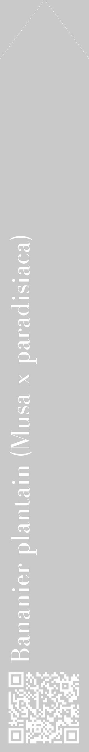 Étiquette de : Musa x paradisiaca - format c - style blanche54_simple_simplebod avec qrcode et comestibilité - position verticale