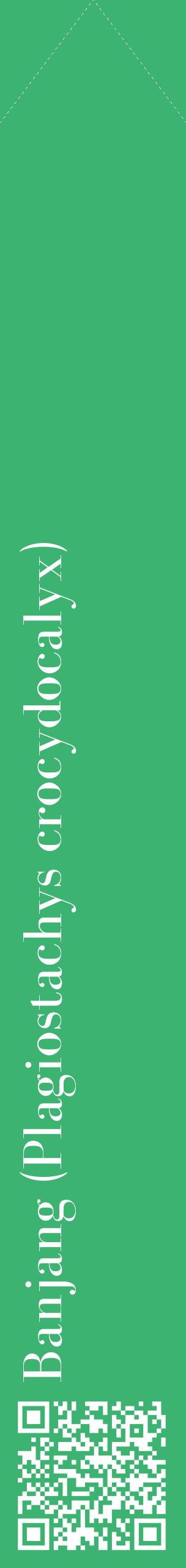 Étiquette de : Plagiostachys crocydocalyx - format c - style blanche12_simplebod avec qrcode et comestibilité