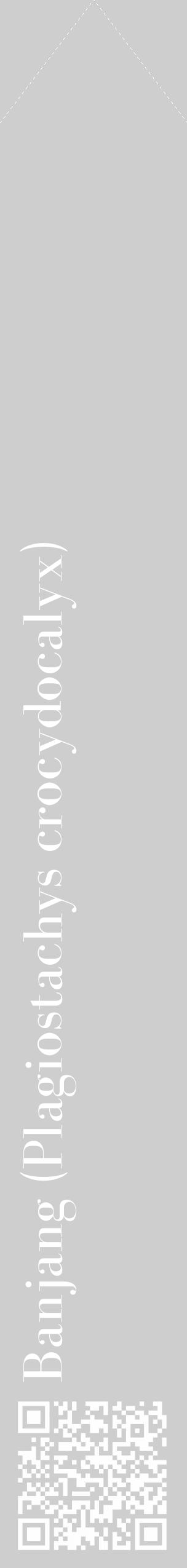 Étiquette de : Plagiostachys crocydocalyx - format c - style blanche17_simple_simplebod avec qrcode et comestibilité - position verticale