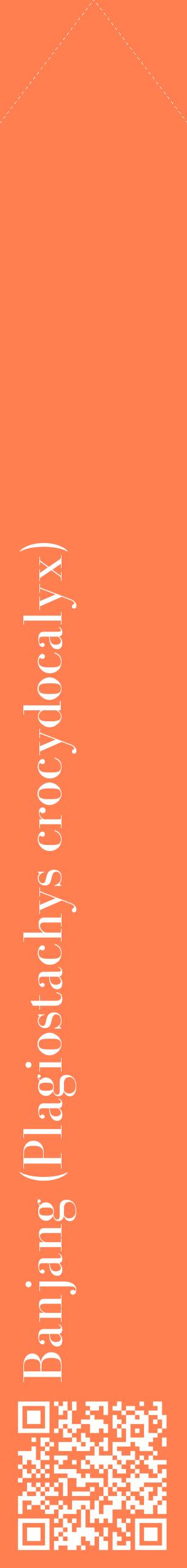 Étiquette de : Plagiostachys crocydocalyx - format c - style blanche24_simplebod avec qrcode et comestibilité
