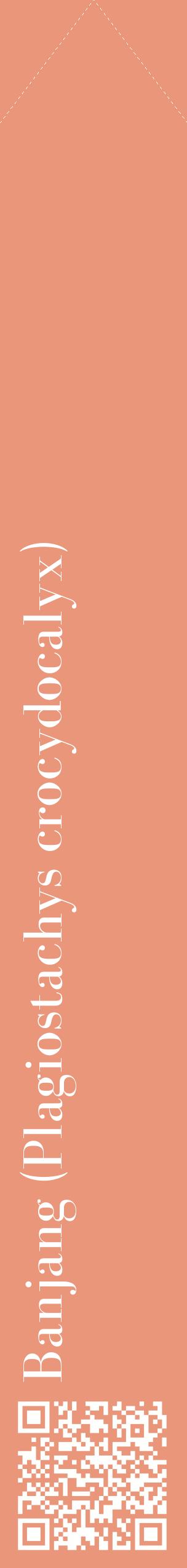 Étiquette de : Plagiostachys crocydocalyx - format c - style blanche37_simplebod avec qrcode et comestibilité