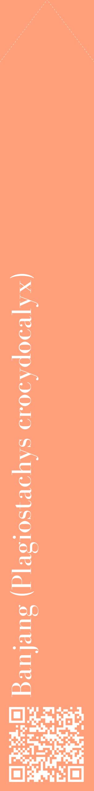 Étiquette de : Plagiostachys crocydocalyx - format c - style blanche39_simplebod avec qrcode et comestibilité